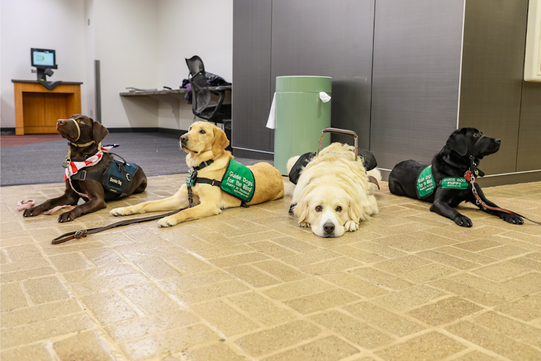Orlando Graduates 13 Service Dogs, Giving Disabled Veterans and Kids $50K Companions Free