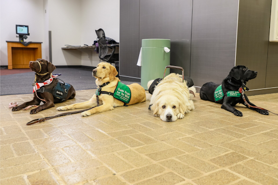 Orlando Graduates 13 Service Dogs, Giving Disabled Veterans and Kids $50K Companions Free