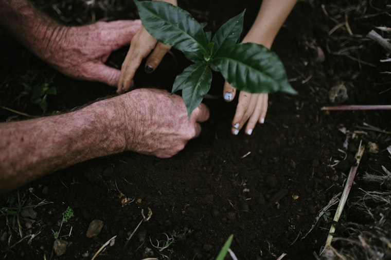 Palm Beach County Unleashes Tree Army in Shade War on Brutal Heat