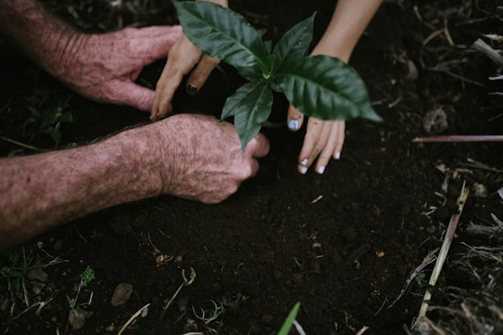 Palm Beach County Unleashes Tree Army in Shade War on Brutal Heat