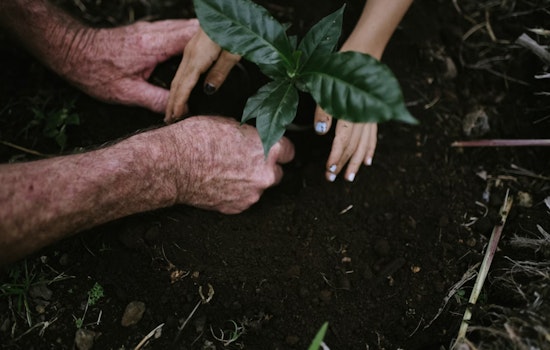 Palm Beach County Unleashes Tree Army in Shade War on Brutal Heat
