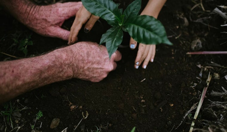 Palm Beach County Unleashes Tree Army in Shade War on Brutal Heat