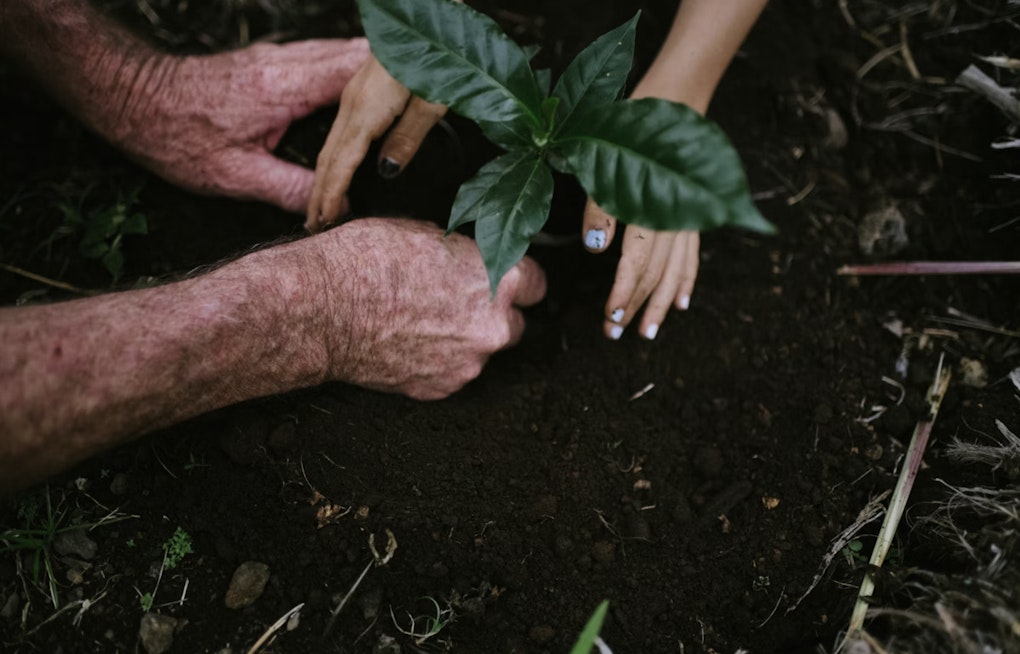 Palm Beach County Unleashes Tree Army in Shade War on Brutal Heat