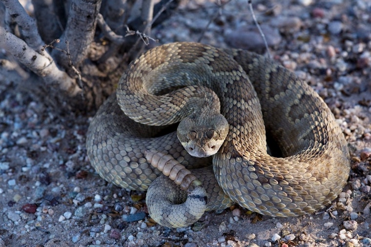 Palmdale Woman and Cat Bitten by Same Rattlesnake on Back-to-Back Days