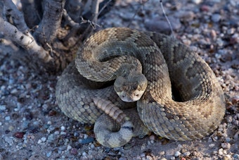 Palmdale Woman and Cat Bitten by Same Rattlesnake on Back-to-Back Days
