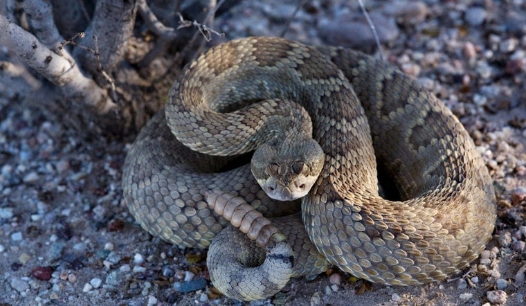 Palmdale Woman and Cat Bitten by Same Rattlesnake on Back-to-Back Days