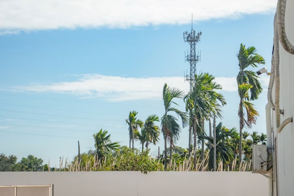 Papaikou Neighbors Fight 60-Foot Verizon Tower Disguised as Palm Tree