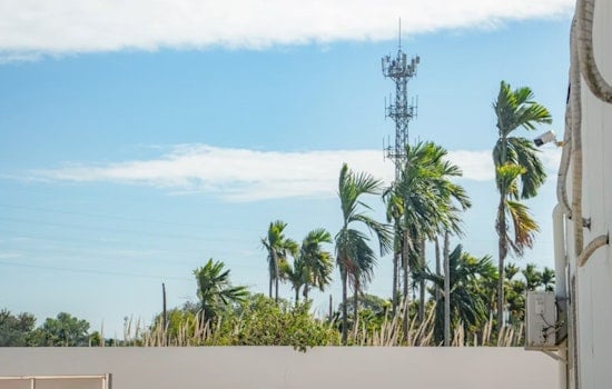 Papaikou Neighbors Fight 60-Foot Verizon Tower Disguised as Palm Tree