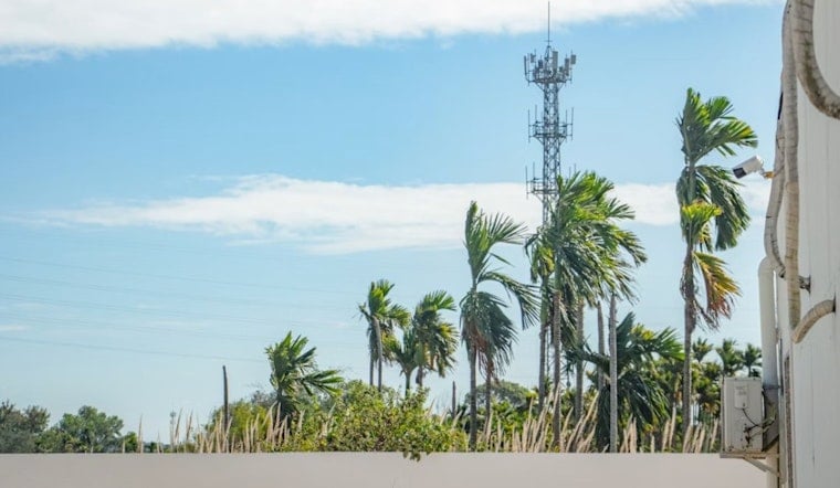Papaikou Neighbors Fight 60-Foot Verizon Tower Disguised as Palm Tree