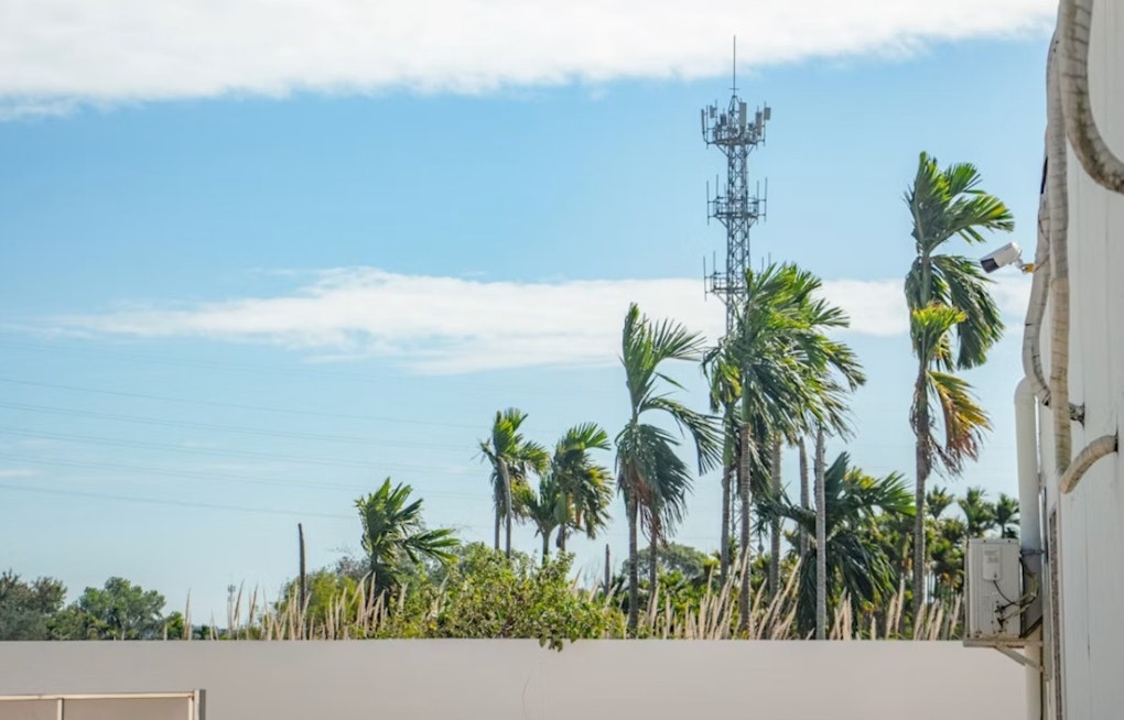 Papaikou Neighbors Fight 60-Foot Verizon Tower Disguised as Palm Tree