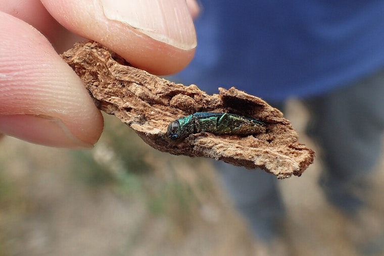 Parker’s Tiny Tree Terror: Douglas County Confirms First Emerald Ash Borer Invasion