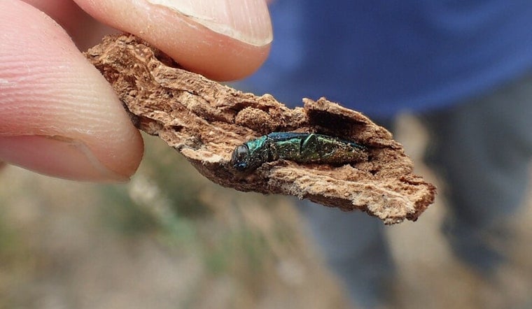 Parker’s Tiny Tree Terror: Douglas County Confirms First Emerald Ash Borer Invasion