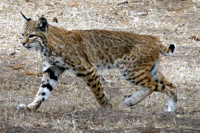 Pennsylvania Bobcat Released After Breaking Both Legs