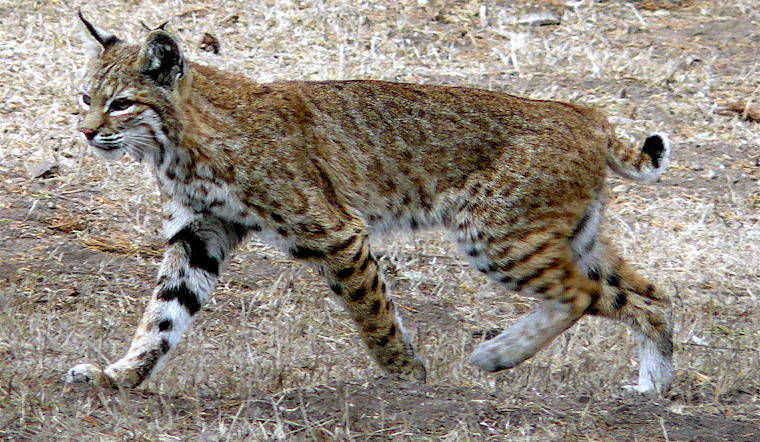 Pennsylvania Bobcat Released After Breaking Both Legs