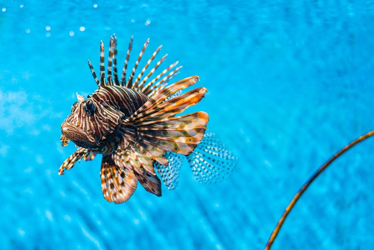 Pensacola's First Lionfish Invitational Brings Spearfishers to Palafox Pier This September
