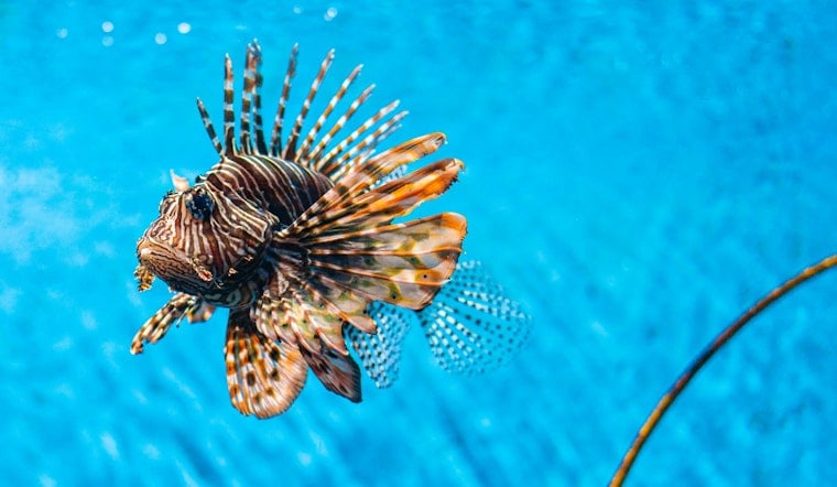 Pensacola's First Lionfish Invitational Brings Spearfishers to Palafox Pier This September