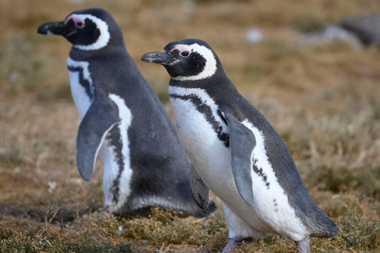 Philadelphia Zoo Welcomes First Magellanic Penguins in 75 Years