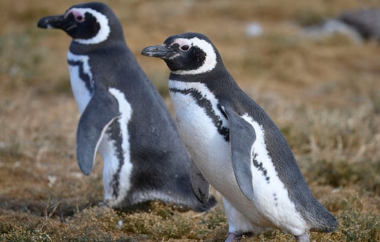 Philadelphia Zoo Welcomes First Magellanic Penguins in 75 Years