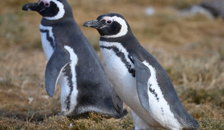 Philadelphia Zoo Welcomes First Magellanic Penguins in 75 Years