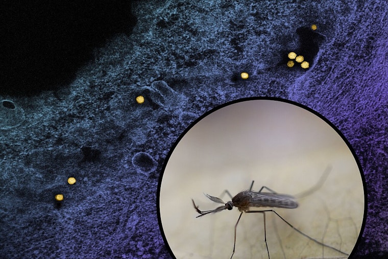 Piatt County Confirms Illinois' First Human West Nile Case of 2026