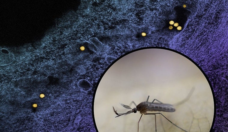 Piatt County Confirms Illinois' First Human West Nile Case of 2026