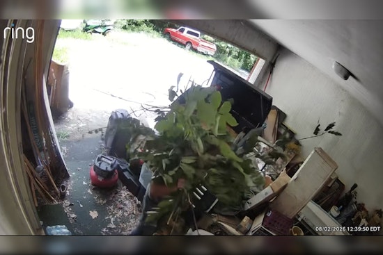 Pickens County Car Thief Hides Behind Branches, Camera Catches His Face Anyway