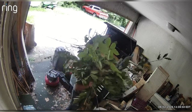 Pickens County Car Thief Hides Behind Branches, Camera Catches His Face Anyway