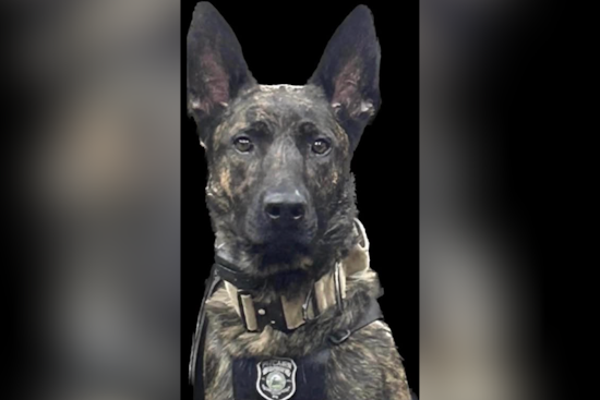 Pitcairn K-9 Maxx Sniffs Out Suspect Buried Under 8-Foot Pile of Clothes