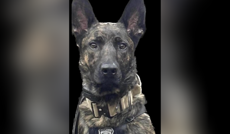 Pitcairn K-9 Maxx Sniffs Out Suspect Buried Under 8-Foot Pile of Clothes