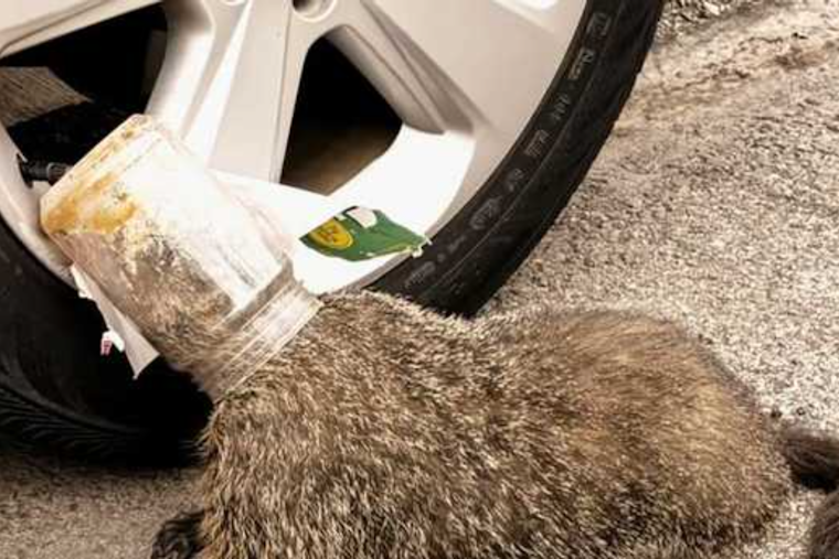Pittsburgh Officers Free Groundhog Wandering With Jar Stuck on Its Head