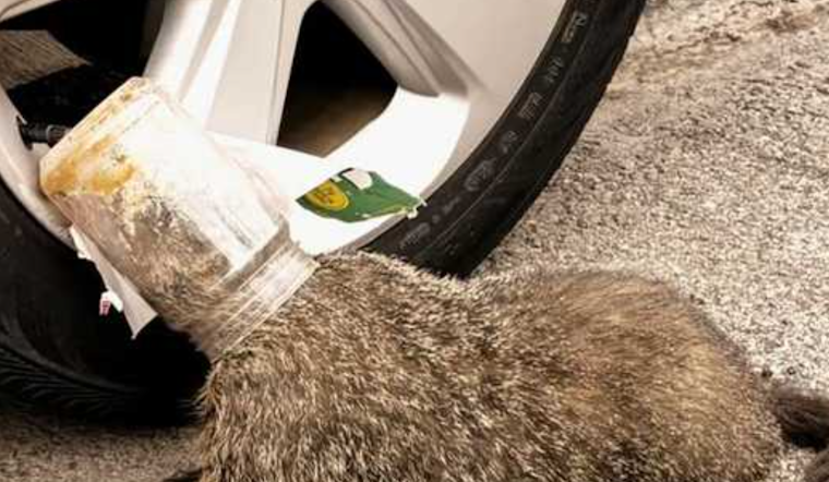 Pittsburgh Officers Free Groundhog Wandering With Jar Stuck on Its Head
