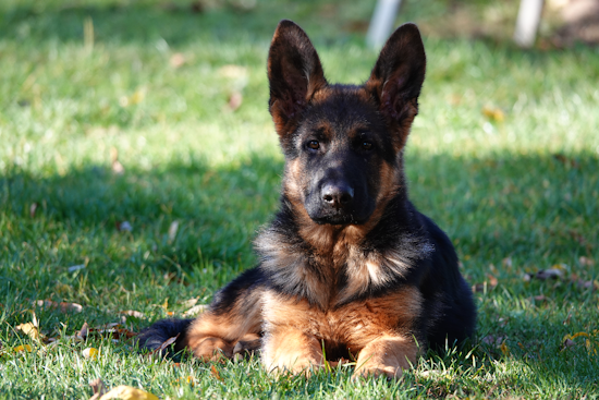 Pittsburgh Veteran Ended 20 Years of Isolation Thanks to a Service Dog Named Buddy