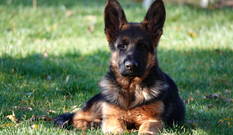 Pittsburgh Veteran Ended 20 Years of Isolation Thanks to a Service Dog Named Buddy