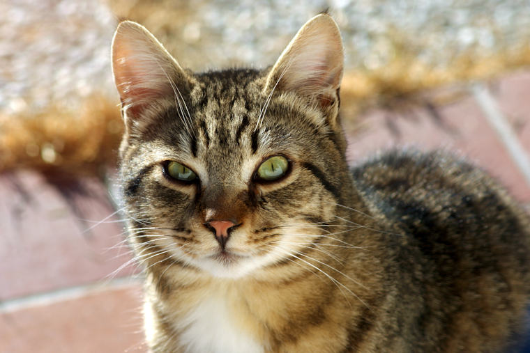 Pittsburgh's First Cat Walk Debuts in Brighton Heights