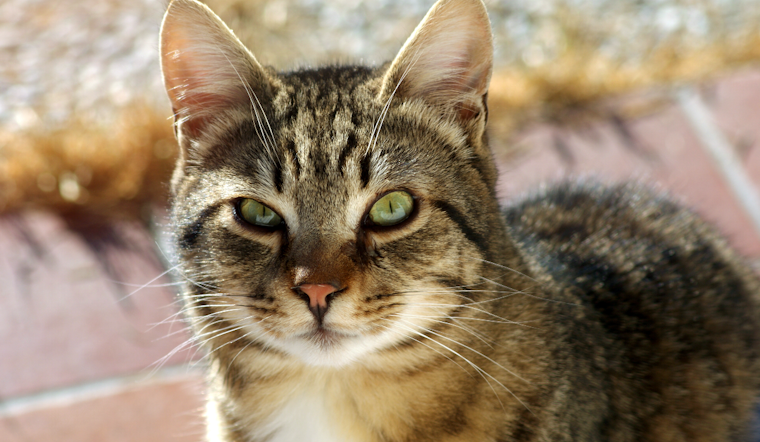 Pittsburgh's First Cat Walk Debuts in Brighton Heights