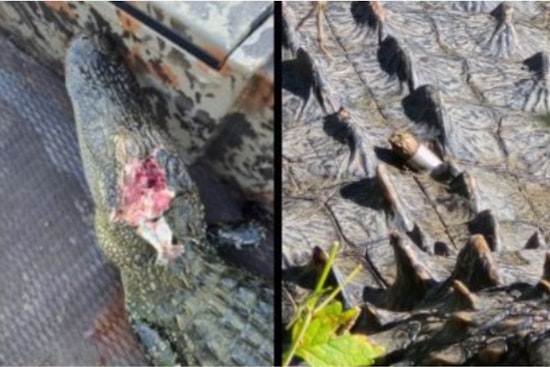 Poacher Kills Two Alligators, Wounds Another at Fort Worth Nature Center