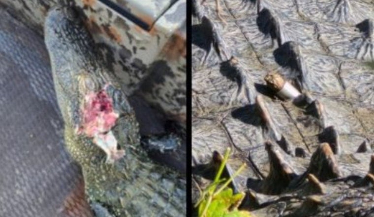 Poacher Kills Two Alligators, Wounds Another at Fort Worth Nature Center
