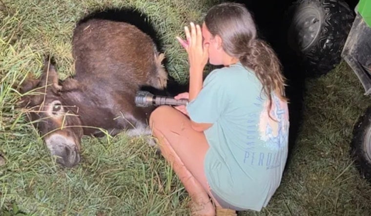 Polk County Officers Shoot Farm Donkey Dead During Late-Night Search, One on Leave