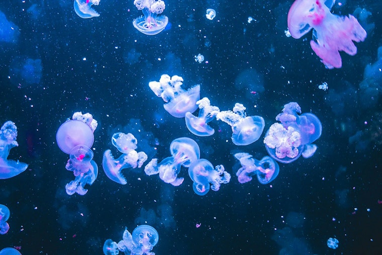 Pompano Beach Bank Branch Reborn As First US Jellyfish-Only Museum