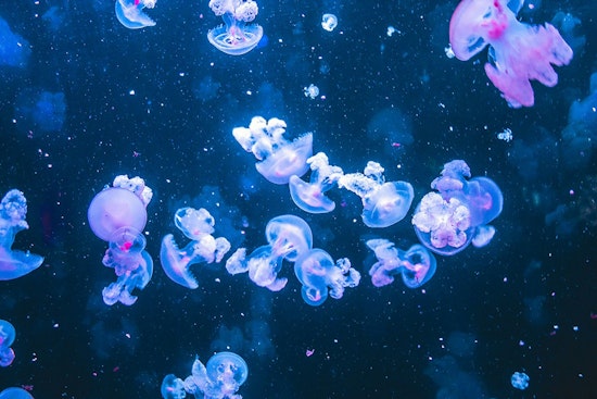 Pompano Beach Bank Branch Reborn As First US Jellyfish-Only Museum