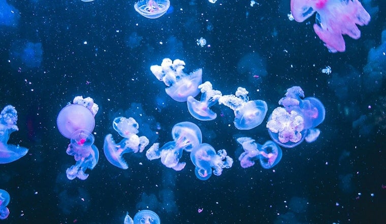 Pompano Beach Bank Branch Reborn As First US Jellyfish-Only Museum