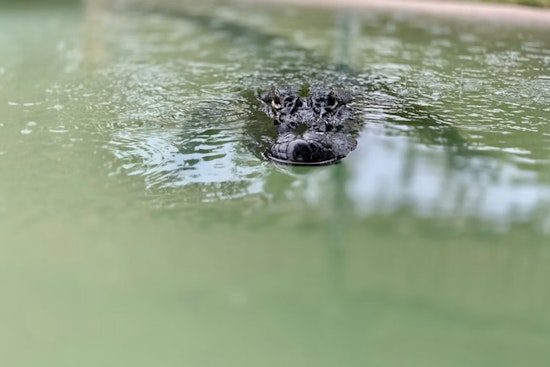 ‘Pool Gator’ Terror as 10-Foot Reptile Startles Los Fresnos Family, Triggers South Texas Alert