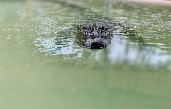 ‘Pool Gator’ Terror as 10-Foot Reptile Startles Los Fresnos Family, Triggers South Texas Alert