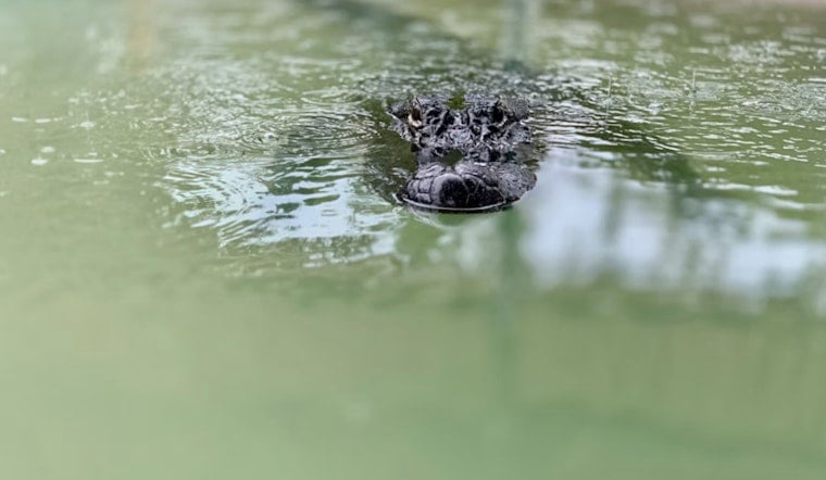 ‘Pool Gator’ Terror as 10-Foot Reptile Startles Los Fresnos Family, Triggers South Texas Alert