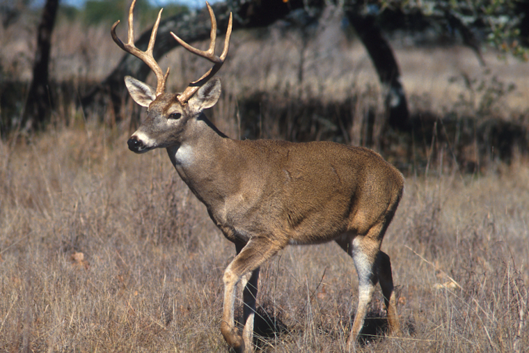 Pre-Dawn Gunshot Kills Six-Point Buck in Bedford County, Wardens Chase Leads