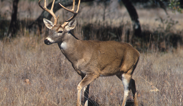 Pre-Dawn Gunshot Kills Six-Point Buck in Bedford County, Wardens Chase Leads