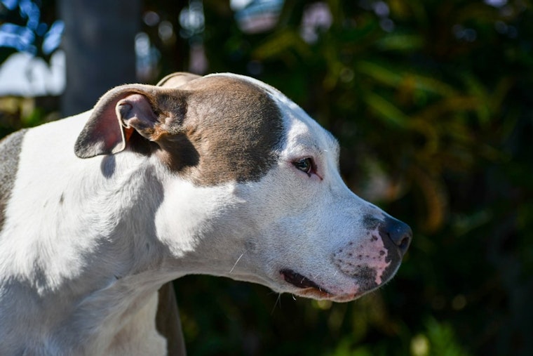 Pregnant Topeka Woman, 24 Weeks Along, Mauled by Neighbor's Pit Bulls