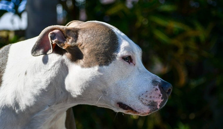 Pregnant Topeka Woman, 24 Weeks Along, Mauled by Neighbor's Pit Bulls