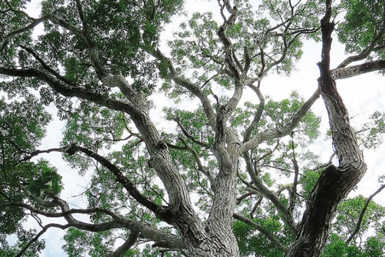 Protected Mahogany Trees Vanish Along I-95, Miami Vows Accountability