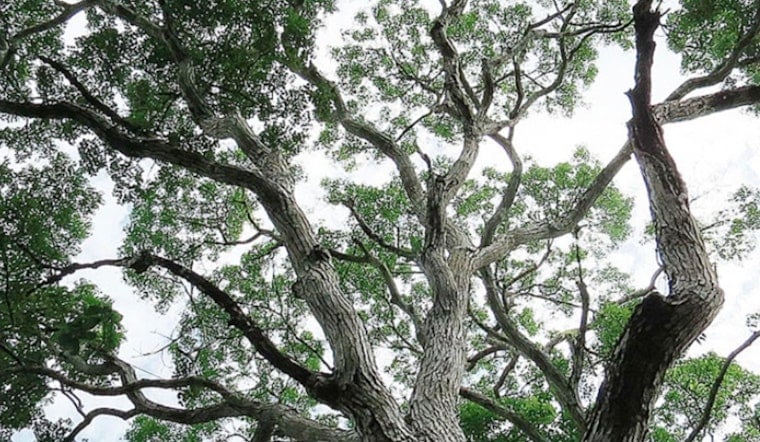 Protected Mahogany Trees Vanish Along I-95, Miami Vows Accountability